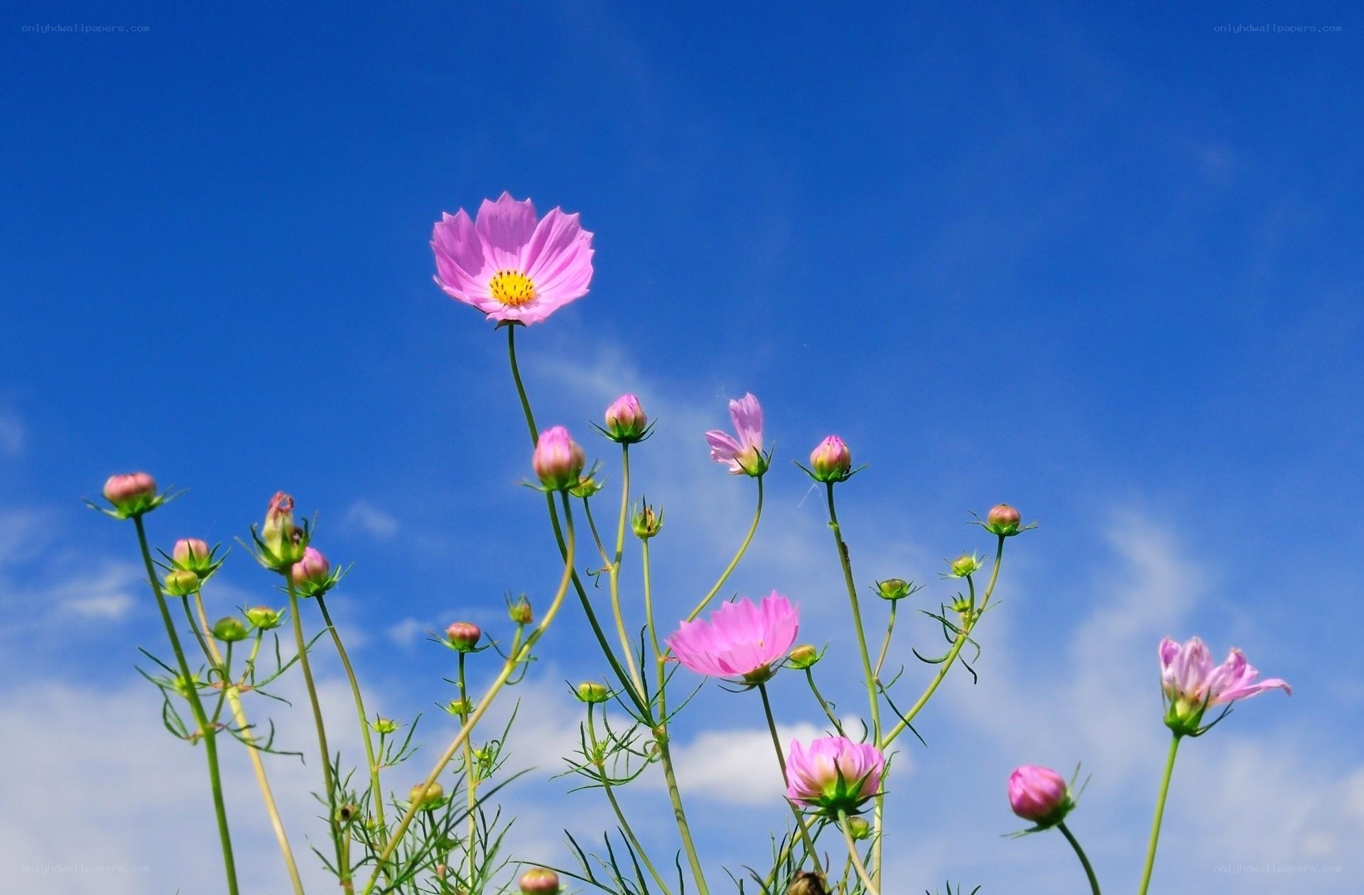 Pink cosmos flowers against blue sky