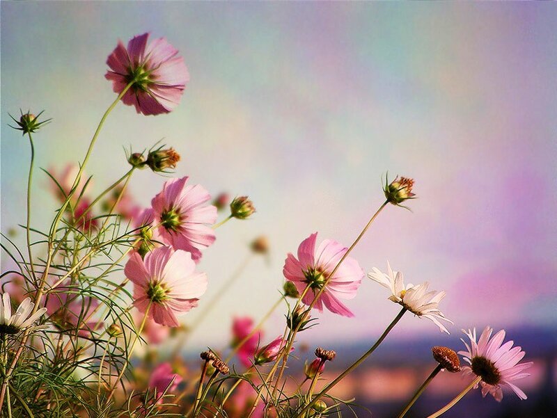 Pink cosmos flowers at sunset