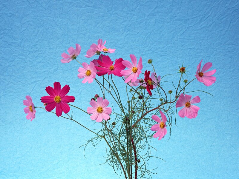 Pink Cosmos Flowers — Blue, Calm