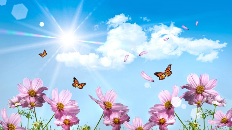 Pink Cosmos Flowers — Blue, Serene, Afternoon, Digital Art, Butterflies