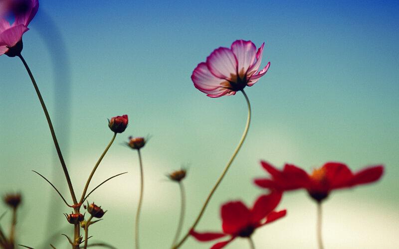 Pink Cosmos Flowers — Blue, Serene, Afternoon, Photograph, Buds