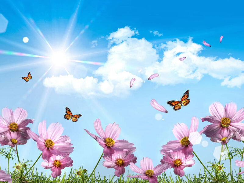 Pink Cosmos Flowers — Blue, Serene, Afternoon, Photograph, Butterflies