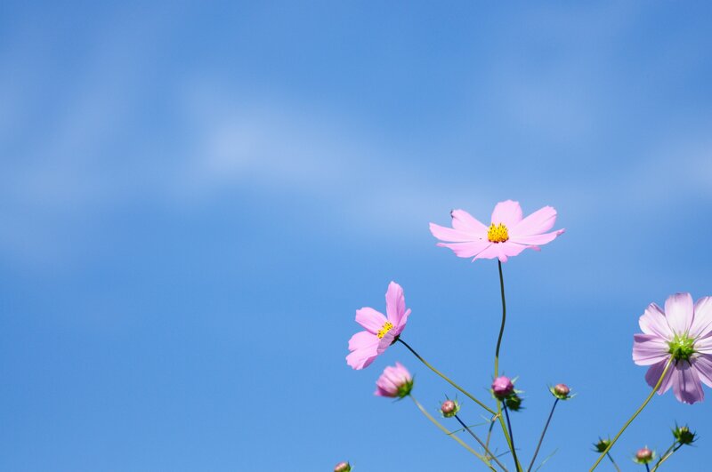 Pink Cosmos Flowers — Blue, Serene, Afternoon, Photograph, Sky, Buds