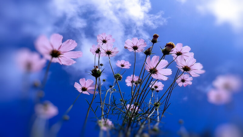 Pink Cosmos Flowers — Blue, Serene, Afternoon, Photograph, Sky, Clouds, Stems