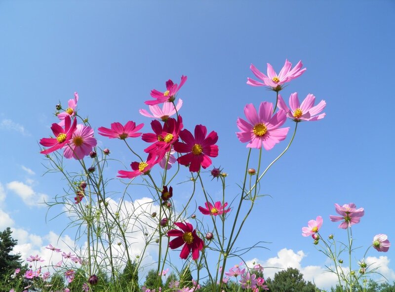 Pink Cosmos Flowers — Blue, Serene, Afternoon, Photograph, Sky, Clouds, Trees