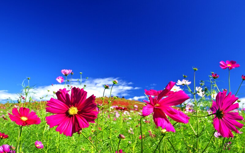 Pink Cosmos Flowers — Blue, Serene, Afternoon, Photograph, Sky, Grass