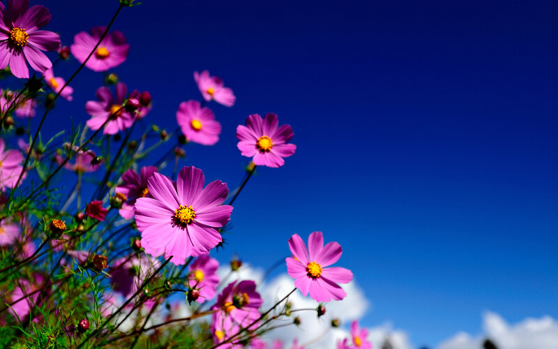 Pink Cosmos Flowers — Blue, Serene, Afternoon, Photograph, Sky