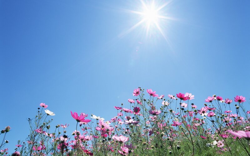 Pink Cosmos Flowers — Blue, Serene, Afternoon, Photograph, Sun