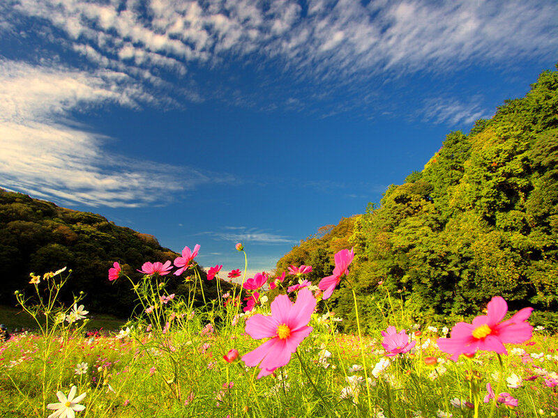 Pink Cosmos Flowers — Blue, Serene, Afternoon, Photograph, Trees