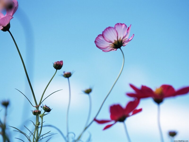 Pink Cosmos Flowers — Blue, Serene, Afternoon