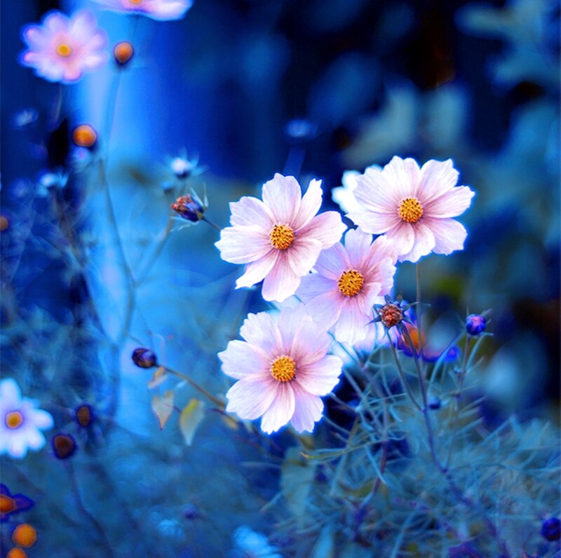 Pink Cosmos Flowers — Blue, Serene, Photograph