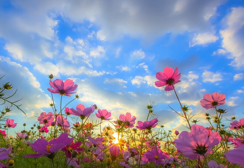 Pink Cosmos Flowers — Blue, Serene, Sunset