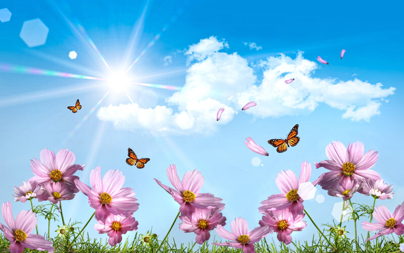 Pink Cosmos Flowers — Blue, Serene