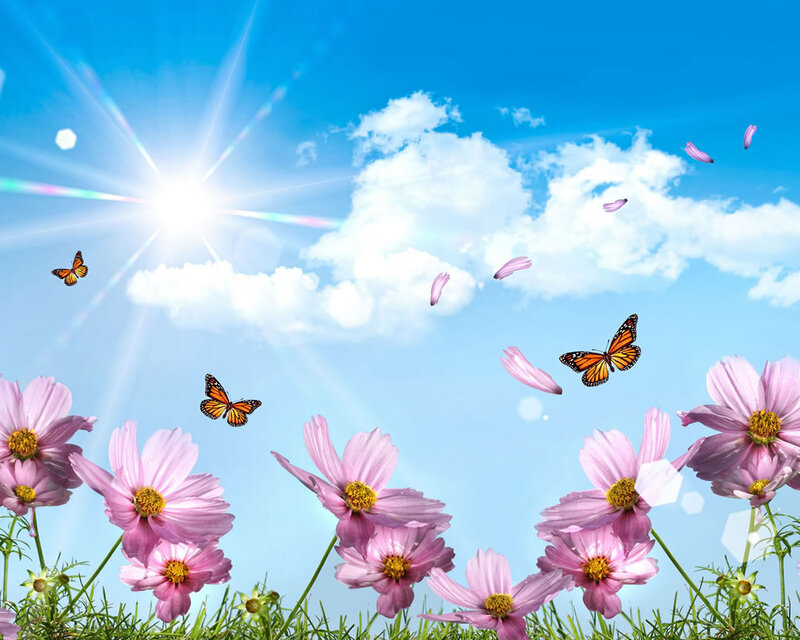Pink Cosmos Flowers — Blue