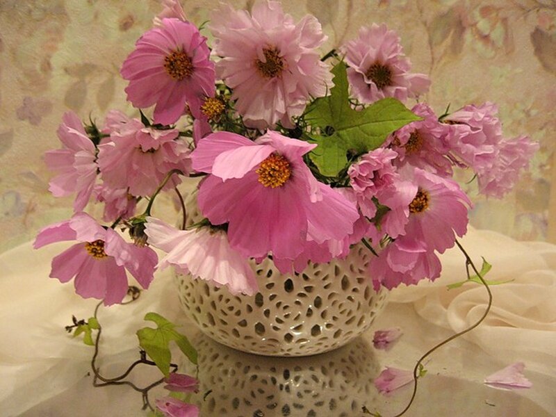Pink Cosmos Flowers — Calm, Photograph