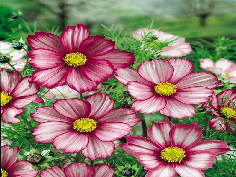 Pink Cosmos Flowers — Calm, Spring, Photograph
