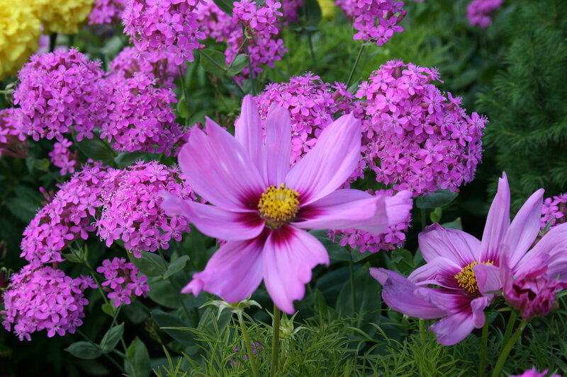 Pink Cosmos Flowers — Calm, Summer