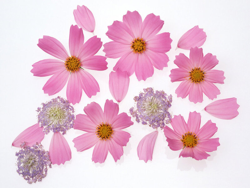 Pink Cosmos Flowers — Calm