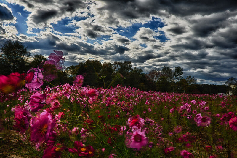 Pink Cosmos Flowers — Dramatic