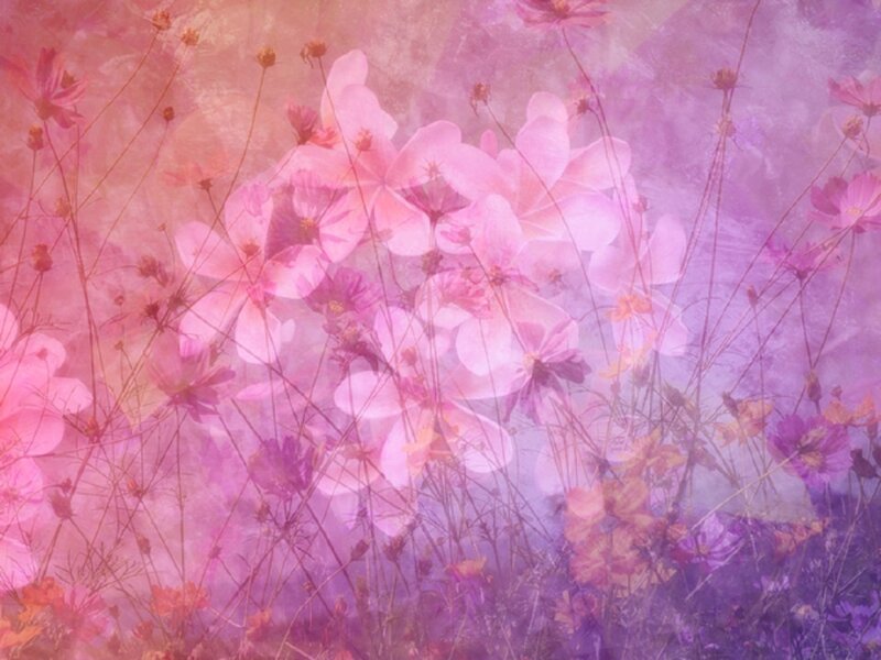 Pink Cosmos Flowers — Dreamy, Digital Art