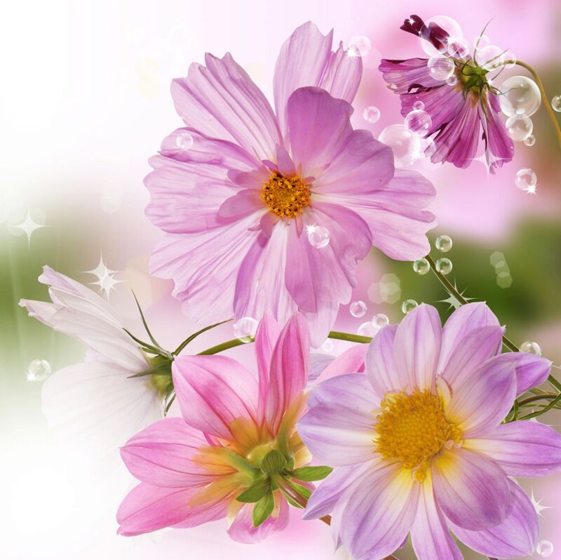 Pink Cosmos Flowers — Dreamy, Spring, Digital Art