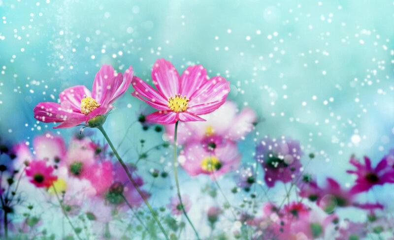 Pink Cosmos Flowers — Dreamy, Spring