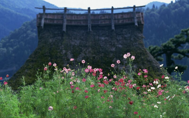 Pink Cosmos Flowers — Green, Serene