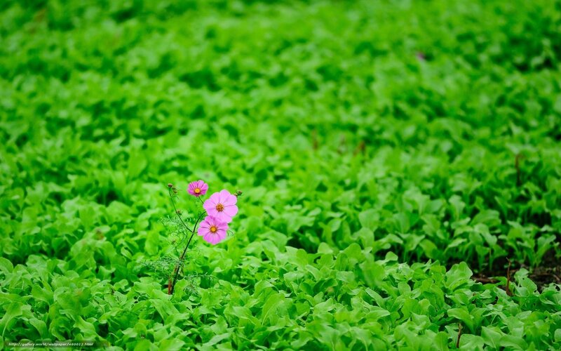 Pink Cosmos Flowers — Green