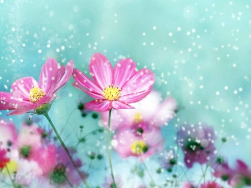 Pink cosmos flowers in a dreamy field
