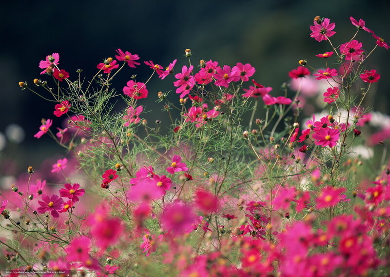 Pink cosmos flowers in a field