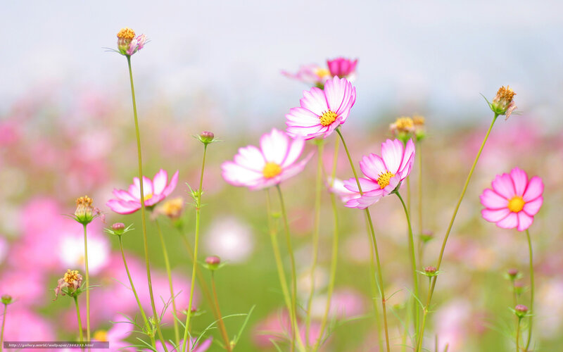 Pink cosmos flowers in a field