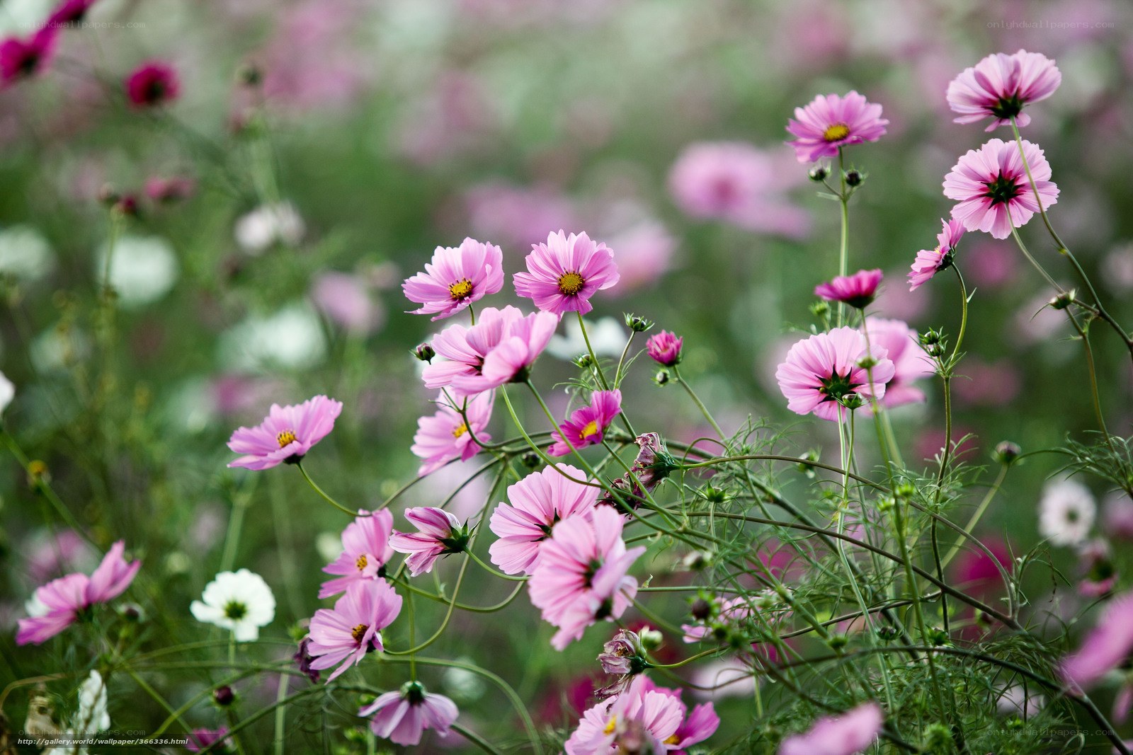 Pink cosmos flowers in a field