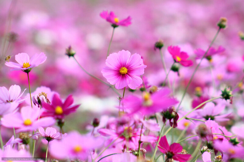 Pink cosmos flowers in a field