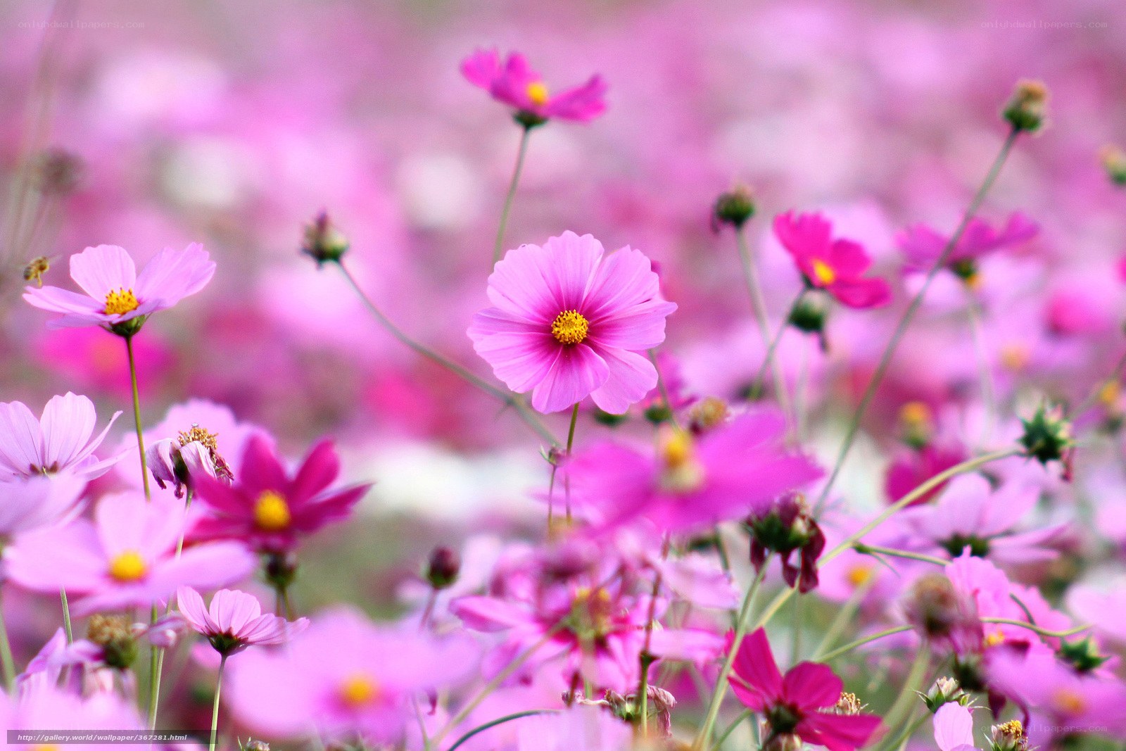 Pink cosmos flowers in a field