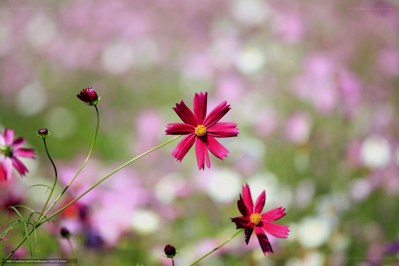 Pink cosmos flowers in a field
