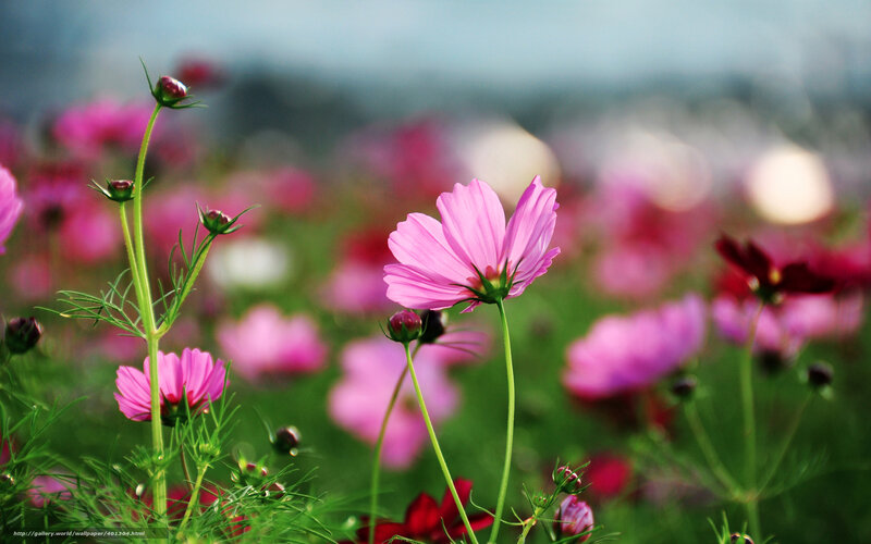 Pink cosmos flowers in a field