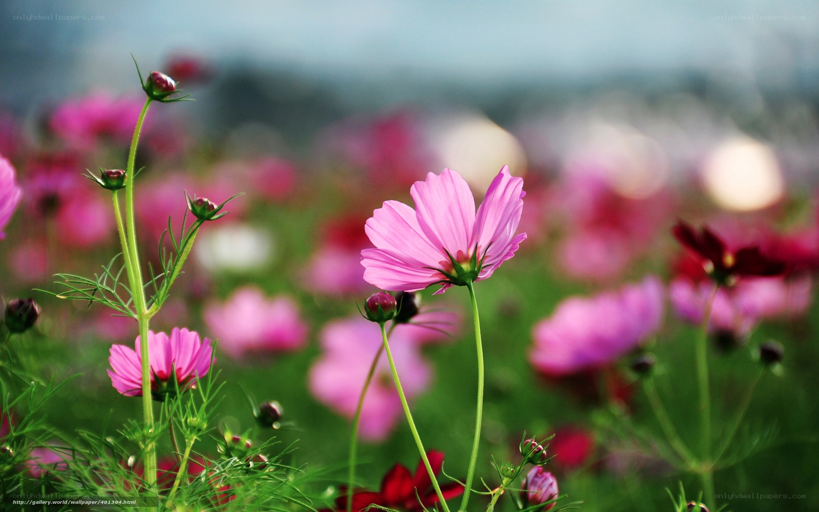 Pink cosmos flowers in a field