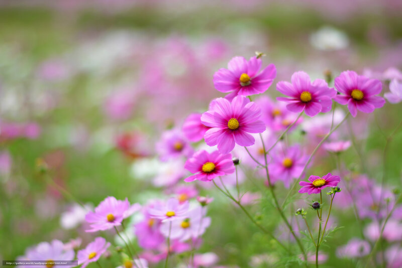 Pink cosmos flowers in a field