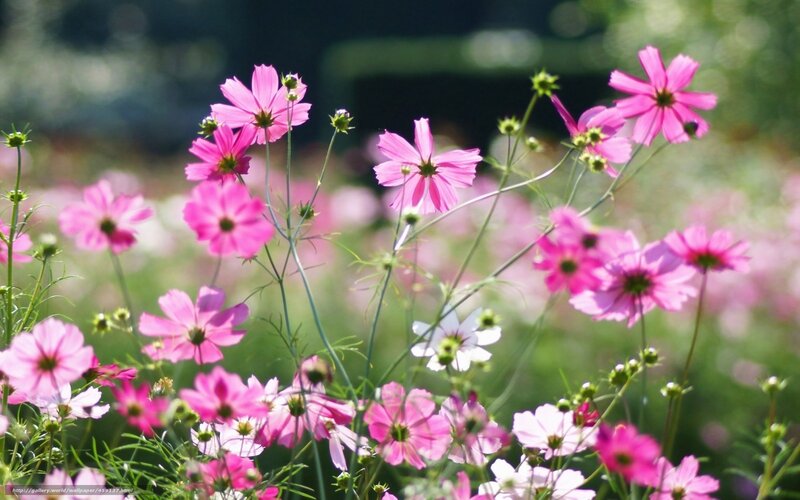 Pink cosmos flowers in a field