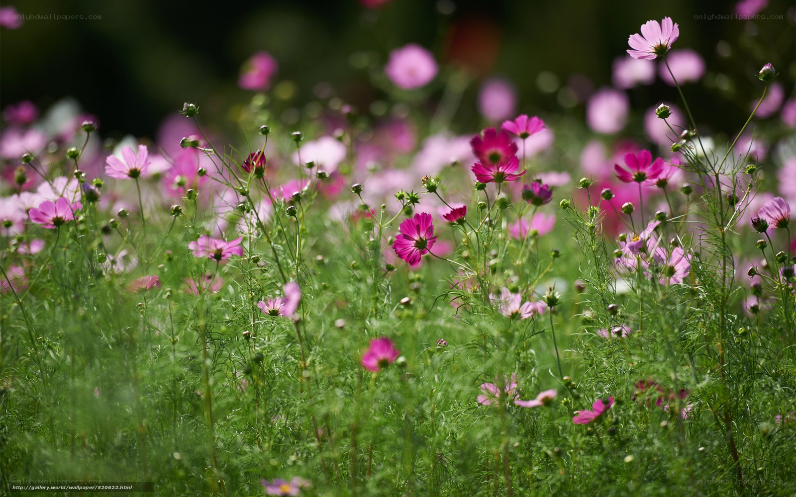 Pink cosmos flowers in a field
