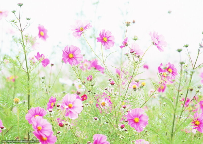 Pink cosmos flowers in a field