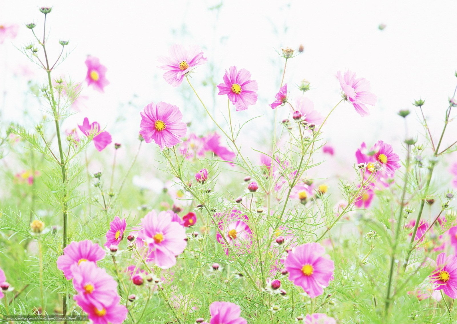 Pink cosmos flowers in a field