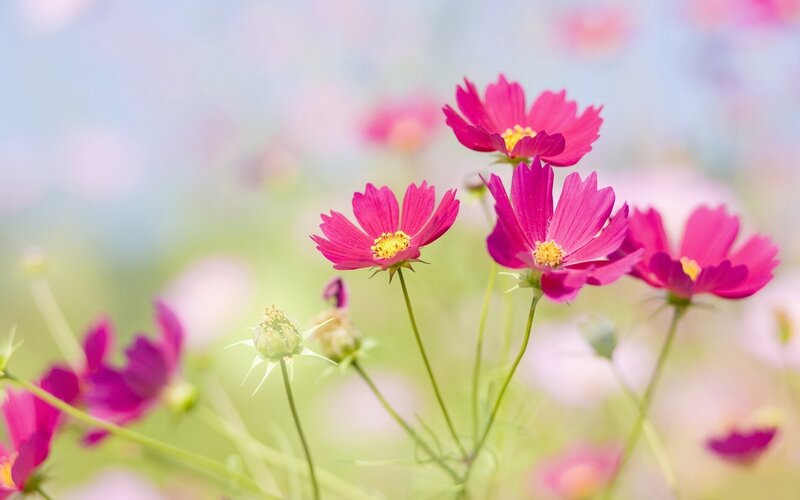 Pink cosmos flowers in a field