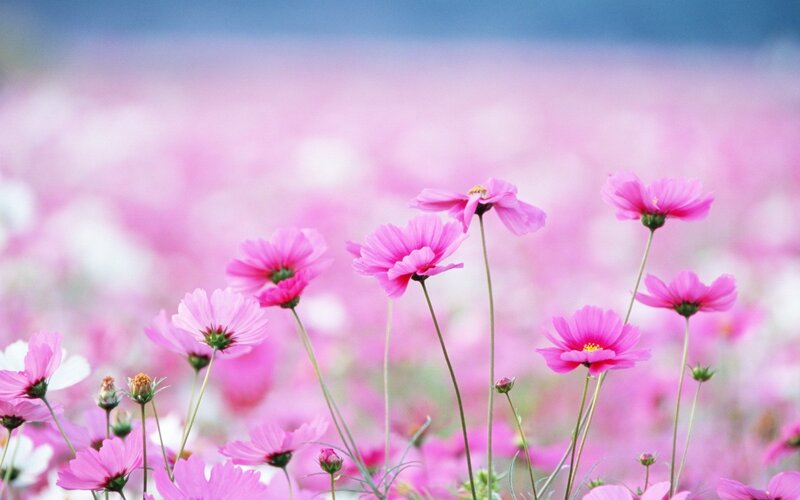 Pink cosmos flowers in a field
