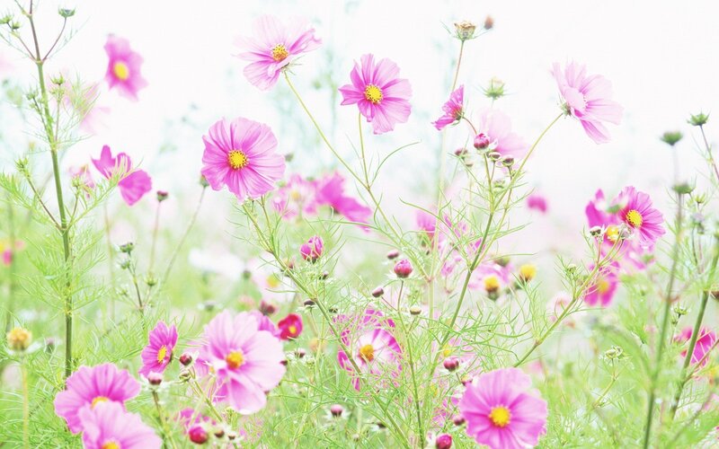 Pink cosmos flowers in a field
