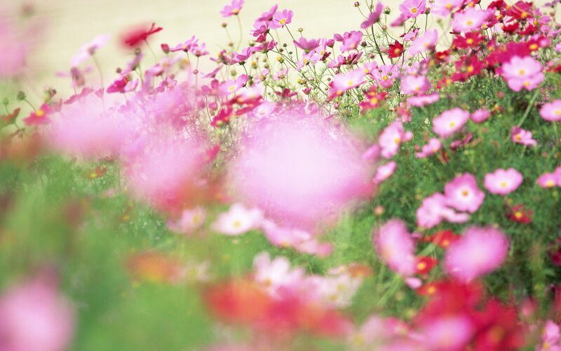 Pink cosmos flowers in a field
