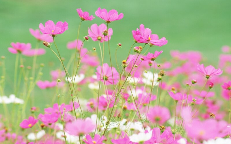 Pink cosmos flowers in a field