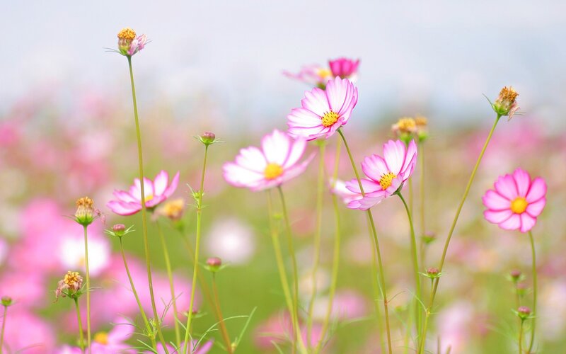 Pink cosmos flowers in a field