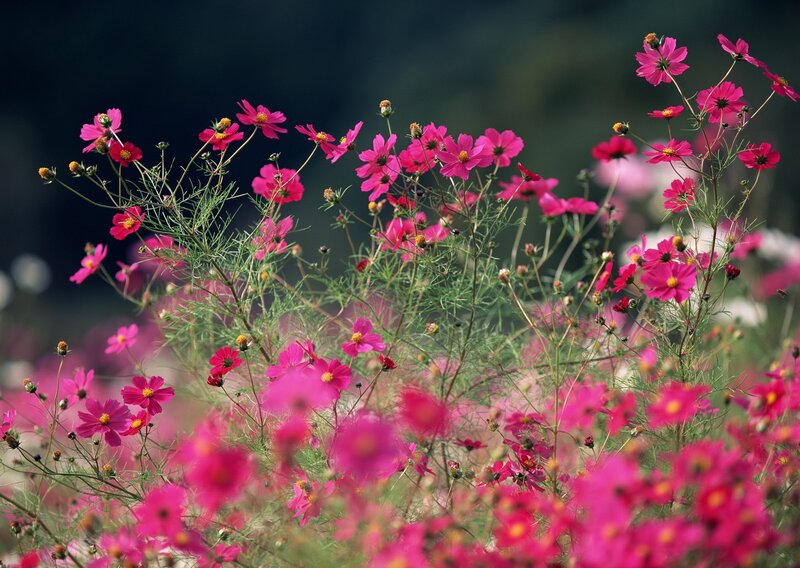 Pink cosmos flowers in a field