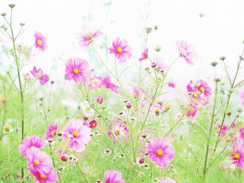 Pink cosmos flowers in a field